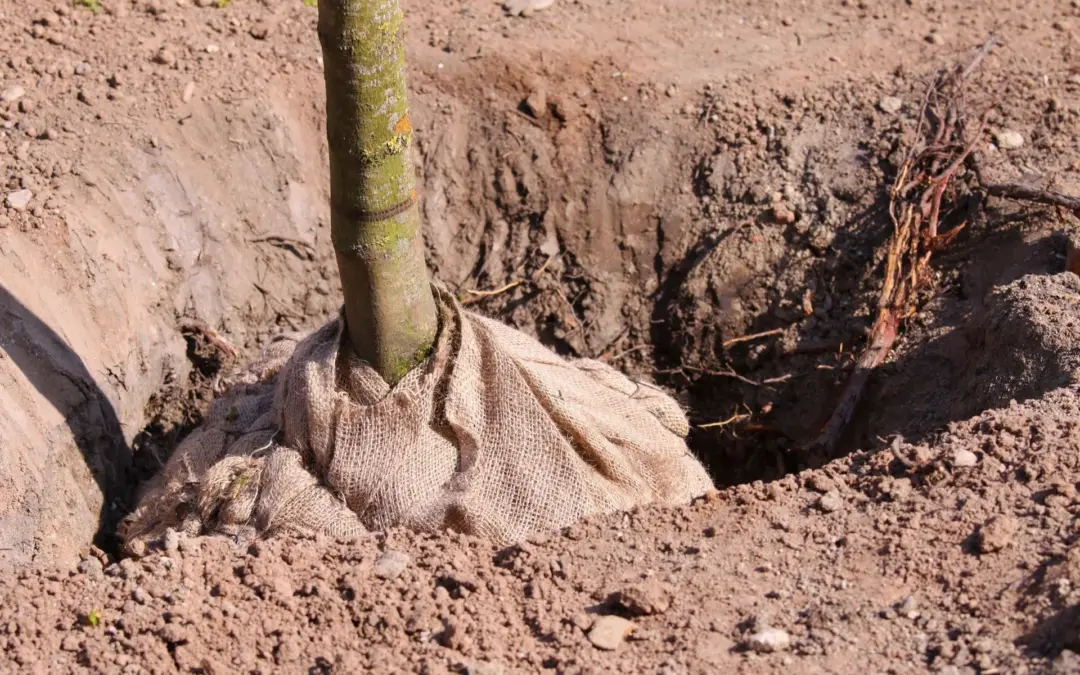 Ways Tree Roots Can Cause Foundation Problems